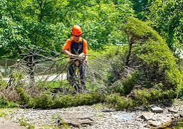 5 Best Arborists in Tyler - Find tree health care, pruning, and disease treatment